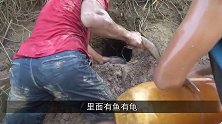 洪水退后，渠道旁边出现大泥洞，小伙回首一掏这下赚大了！