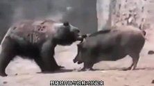 棕熊捕杀500斤野猪，一口就咬断也追脊柱，真的比老虎厉害