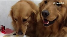 一到饭点，两只金毛就爬上桌等开饭，下一秒，你们忍住别乐。