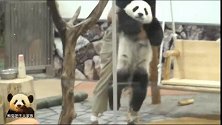 熊猫宝宝兴冲冲地奔向盆盆奶，奶妈连推带抱地阻拦