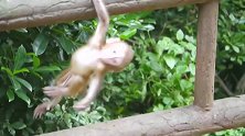 调皮的小猴子突然掉到树梢上，生死关头看它怎样自救 ？