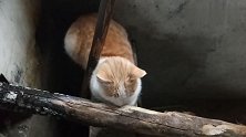 农村小橘猫好怕冷，趴在灶前烤火
