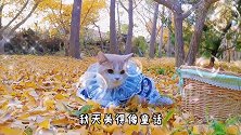 神仙小猫咪身穿洛丽塔小裙子，漫步金灿灿的银杏林，美的像童话！