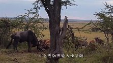 鹬蚌相争渔翁得利，2只羚羊打得热火朝天，不料狮子后面突袭！
