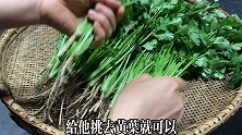吃不完的香菜这样保存放一年叶子依旧翠绿新鲜