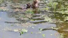 实拍：背着猴宝游泳不安全哦