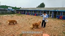 奶奶给壮壮喂完零食，要带狗妈妈离开了，金毛狗狗反应让老人泪目
