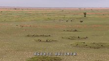 这头角马为了保住小命，把野狗群引到自己的部落，太聪明！