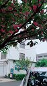 人情冷暖正如花开花谢、不如将这种现象想成一种必然的季节！