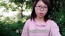 老板果然没有骗人花高价买的豆苗，结满了果实，高兴坏了