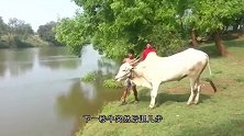 几只牛过河，谁知走到一半只剩下一头，没想到牛的做法让人笑了！
