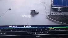 女童被狗撕咬警方通报：将对肇事犬只予以捕杀 狗主人罚1万