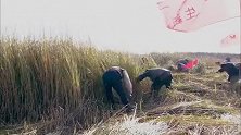 硝烟散尽：黑市买来的盘尼西林出现问题致众人病倒