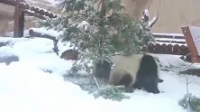 熊猫：圣诞老人你的圣诞树给我吃掉了！