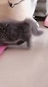 可爱的小猫咪，屁颠屁颠的步伐看着十分可爱