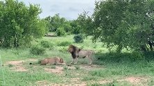黑鬃狮王面对误闯领地的年轻雄狮，给它一个教训