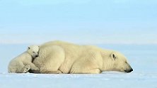 北极熊妈妈带着熊崽猎食海豹，贪玩的哥哥被海豹吓一跳！