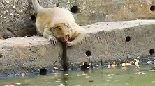 猴子日子太无聊，憨儿子玩水打发时光！