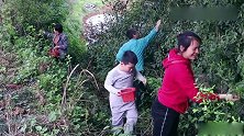 小凤带岳父母上山摘野茶，岳父边摘边唱山歌，回家小凤就一锅炒了
