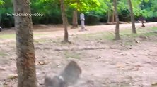 猴哥昆顿和母猴打起来了，单挑不敌还要喊帮手，有本事一挑一！