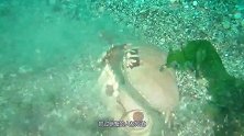世界上最疼“老婆”的动物，每天都是半步不离，被称之为宠妻狂魔