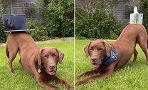 英国：一只拉布拉多犬因超强的“屁股平衡”能力走红网络