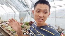 刚哥试验：用泥巴种玫瑰系多肉植物加淋雨会怎样？能不能活？
