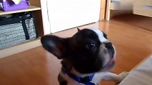 看法国斗牛犬吃苹果,一口一个,吧唧吧唧的,好好吃的样子