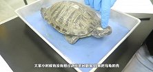 乌龟若是离开了龟壳，还能存活吗科学家切开龟壳找到答案
