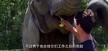 男子站在跷跷板这头，一头大象冲了过来，镜头记录搞笑全程