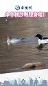 陕西 现身啦！商洛发现12只中华秋沙鸭！