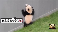 萌力无穷的熊猫宝宝站起来扶着墙，像刚学会走路的小孩，可爱到炸