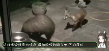 狐狸乘机抢食，瞬间被咬到躺在地，无力反抗