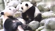 大熊猫萌萌有爱的一家，妈妈：你这孩子怎么肥事，叫你别爬树还爬
