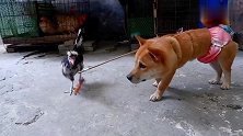 主人把烧鸭腿和狗绑一起，大公鸡上来就抢，狗：这不是人干的事