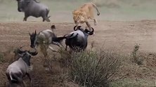 一只角马奔跑中失蹄，正是母狮逮捕好时机！