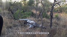 豹子啃食斑马，突然从斑马肚子里喷出个东西！豹子魂都吓掉了