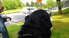 主人带罗威纳犬出门遛弯，遇到一群哈士奇，二哈们的反应太搞笑了