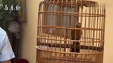 亲人画眉鸟，就算提起鸟笼，也不惧怕，高声鸣叫