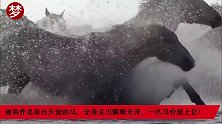 被称作是来自天堂的马，全身发出耀眼光泽，一匹马价值上亿!