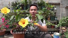 养扶桑花，谨记3个招式，花开一整年都不难