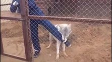 一只狼尝试攻击女饲养员，接下来，它明白人类多厉害了