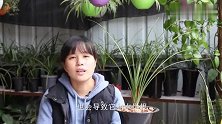 兰花盆里加“一物”，根养壮了，冒出3个芽