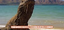 男子将科莫多巨蜥唾液注入生肉，三天后，生肉的变化让人大开眼界