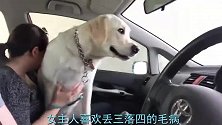 拉布拉多看到女主人要开车，吓得赶紧系上安全带，镜头拍下过程
