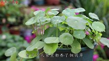 铜钱草叶片长不大？只需3招，养成满盆大“荷叶”