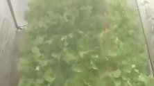 空气里种菜，你听说过吗