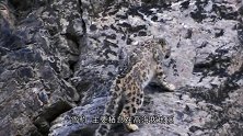 狐狸在峭壁上追山羊，下一秒狐狸蒙圈了，狐狸：这货到底怎么做的