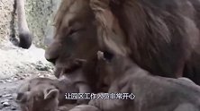 “虎毒不食子”是真的动物园母狮产下两崽，3天后突然吃掉