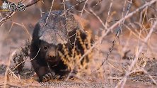蜜獾连狮子都不怕，唯独怕遇上这种动物，喷出的物质能弄瞎眼睛